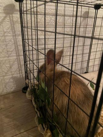 Продам кролики оба девочки