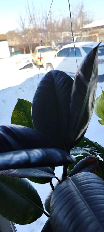 Продам Фикус каучуконосный (Ficus elastica).