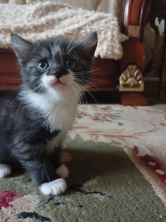 Отдам котят