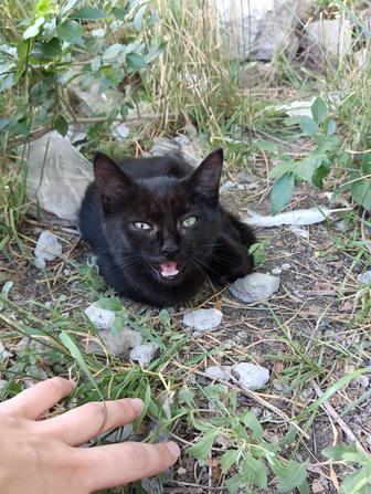 Котенок в добрые руки