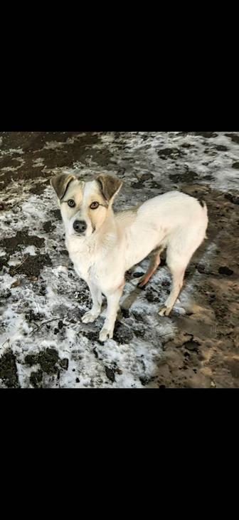 Ищет дом кобель