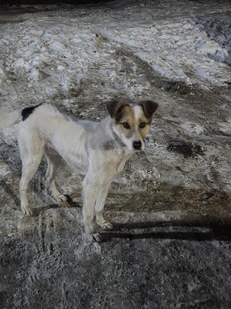 Ищет дом кобель