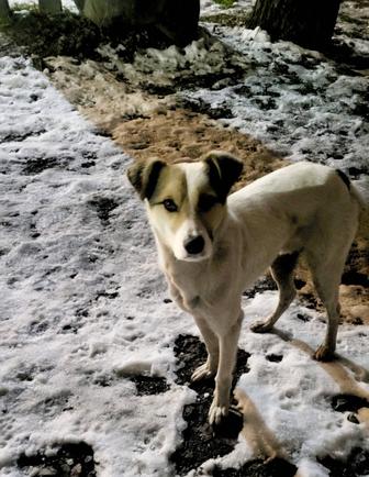 Ищет дом кобель