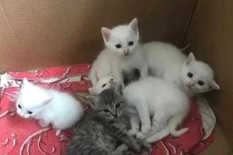 Продам котят