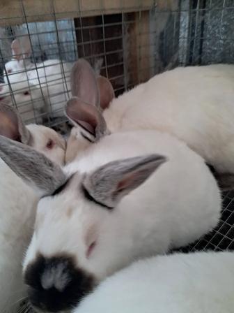 Продам кроликов