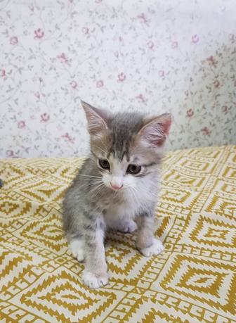 Отдам котенка в добрые руки