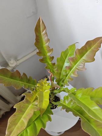 Филодендрон Золотой Дракон