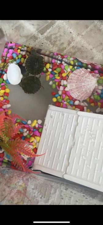 Животные аквариумные черепахи