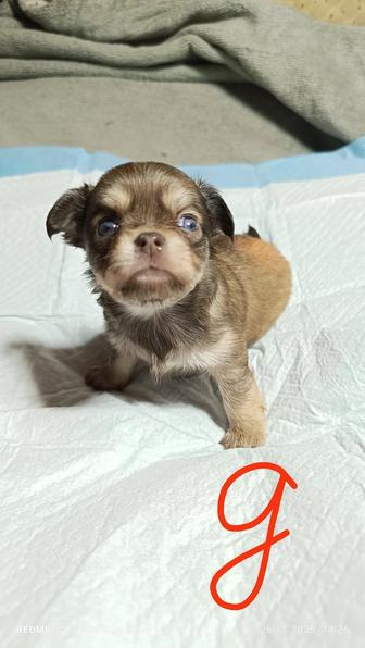 Щенок Чихуахуа