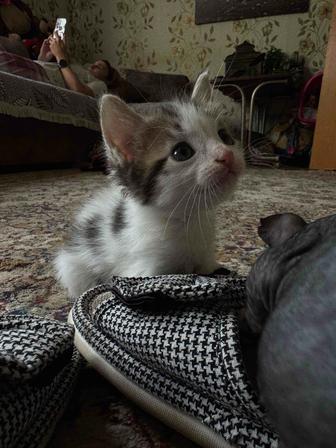 Отдам котенка в хорошие руки