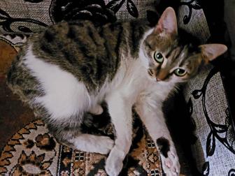 Отдам кошку