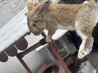 Продам кроликов 2 самца Фландера