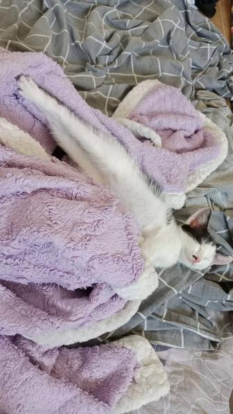 Котенок