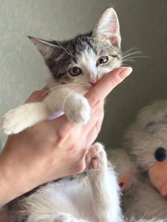 Котята заряжены на счастье, ищут дом