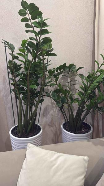 Продам цветы