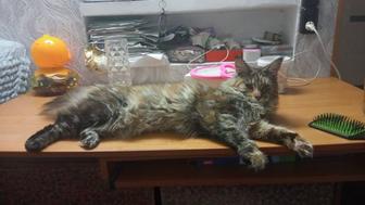 Продам кошечку породы мейн кун