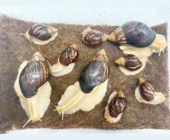 Улитки ахатины