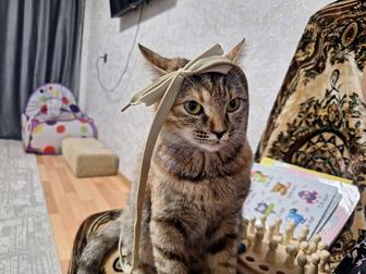 Пропала кошечка