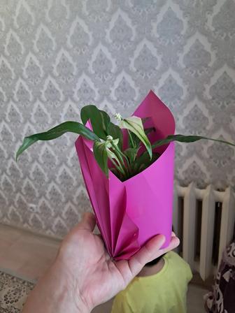 Цветы женское счастье. Тойбастарға.