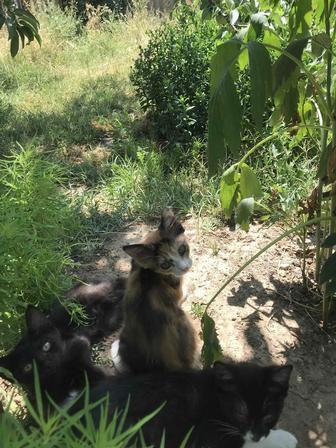 Котята