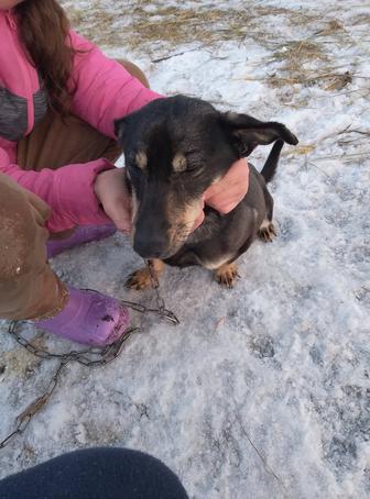 Срочно Продам щенка порода такса пол мальчик он самостоятельно ест