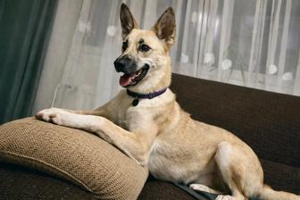 Ищу хозяина собаке