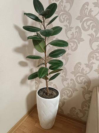 Фикус многолетний