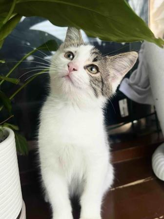 Котенок в добрые руки