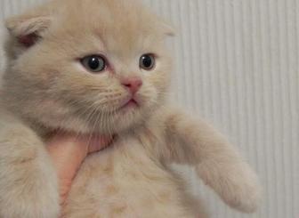 Вислоухие котята