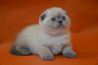 Вислоухие котята