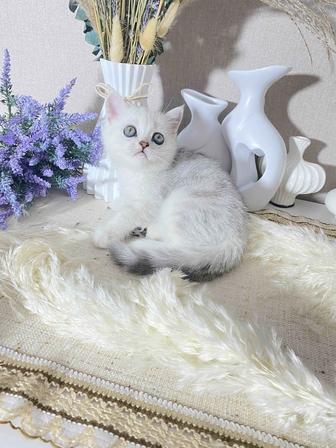 Клубная кошечка scottish страйт с документами