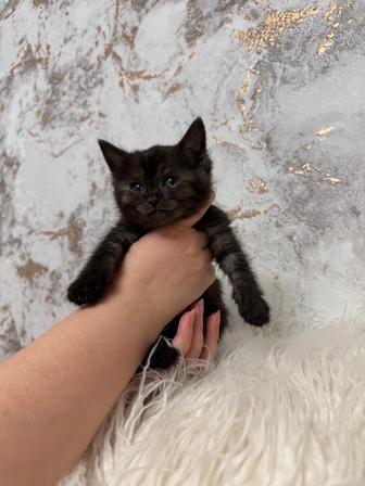 Продам шоколадную шотландскую киску