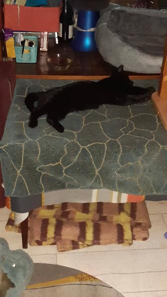 Отдам котят