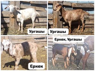 Козы қозылар козлята еркек Ұрғашы бар
