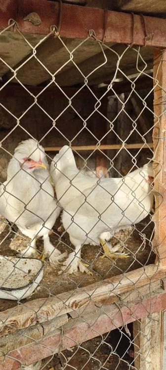Продаются домашние куры, несушки