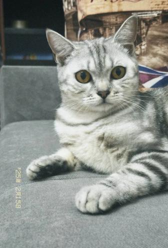 Отдам кошку в добрые руки