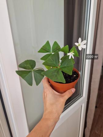 Кислица, комнатный цветок