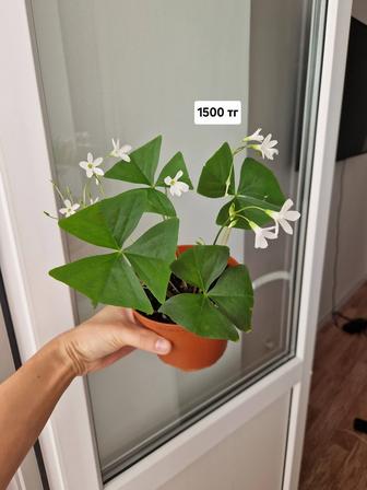 Кислица, комнатный цветок