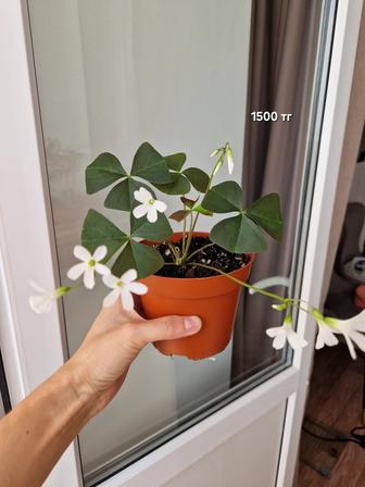 Кислица, комнатный цветок