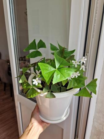 Кислица, комнатный цветок