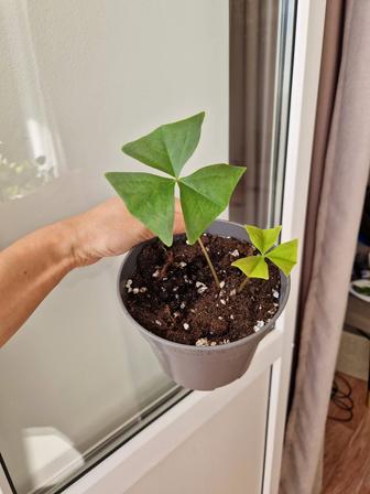 Кислица, комнатный цветок
