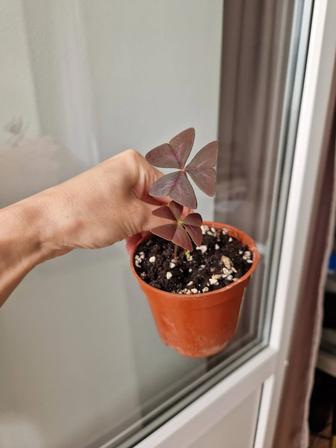 Кислица, комнатный цветок