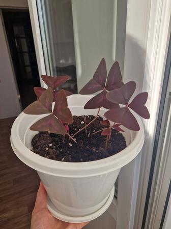 Кислица, комнатный цветок