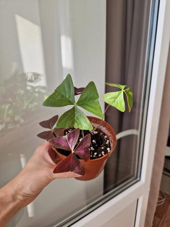 Кислица, комнатный цветок