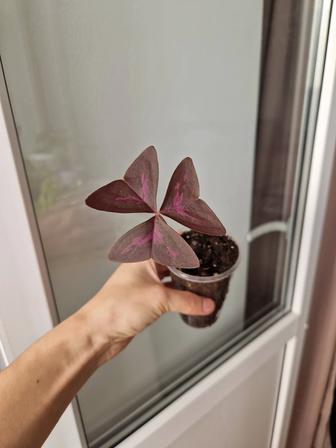 Кислица, комнатный цветок