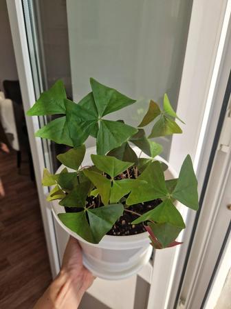 Кислица, комнатный цветок