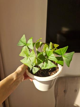 Кислица, комнатный цветок