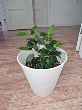 Фикус бенджамина