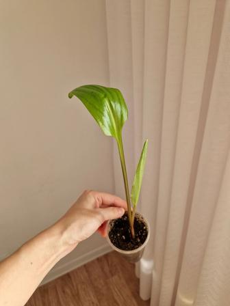 Дримиопсис отростки