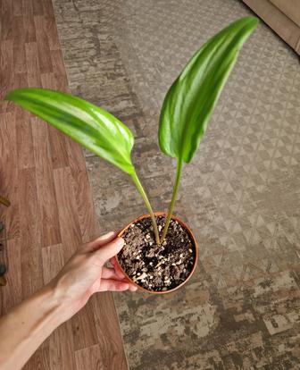 Дримиопсис отростки